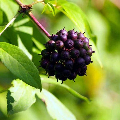 Ci Wu Jia Siberian Ginseng Seeds, Herbal