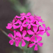 Silene armeria Seeds, Wildflower Catchfly