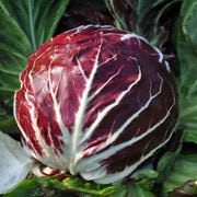 Italian Grumolo Bionda Chicory Seeds