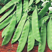 Snow Pea Seeds