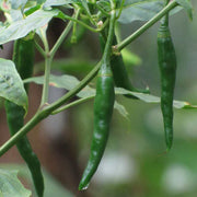 Green Chilli Seeds