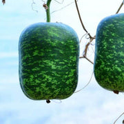 Speckled Apple Seeds