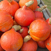 Red KuriSquash Seeds