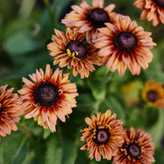 Hirta Sahara Rudbeckia Seeds