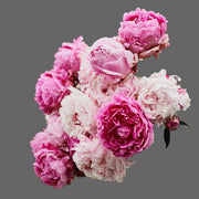 Hardy Perennial Blooms Peony Seeds