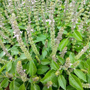 Holy Basil Sacred Tulasi Seeds, Herbal