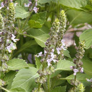 Holy Basil Sacred Tulasi Seeds, Herbal