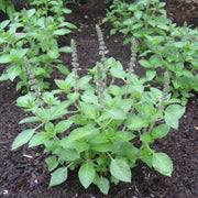 Holy Basil Sacred Tulasi Seeds, Herbal