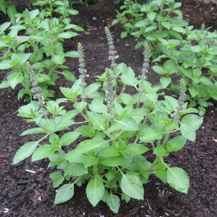 Holy Basil Sacred Tulasi Seeds, Herbal