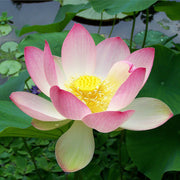 Sacred Nelumbo Nucifera Lotus Seeds