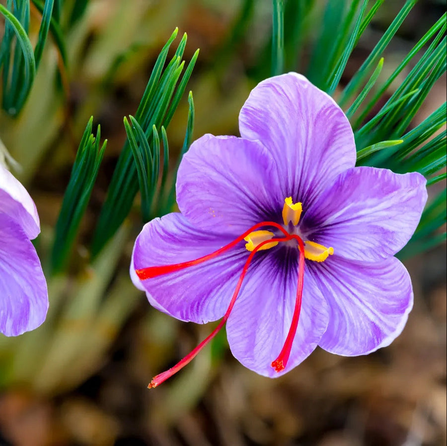 Crocus Sativus Saffron Seeds