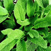 Sage Seeds - Herbal Plant For Home Gardens Seeds