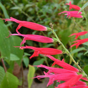 Pineapple Sage Seeds, Herbal