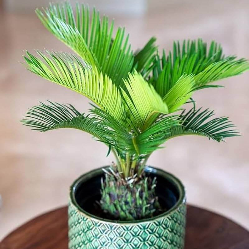 Sago Palm Seeds For Planting - Tropical Ornamental Palm Seeds