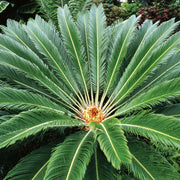 Sago Palm Seeds For Planting - Tropical Ornamental Palm Seeds