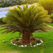 Sago Palm Seeds For Planting - Tropical Ornamental Palm Seeds