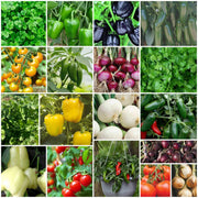 Salad Garden Kit
