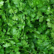 Salad Garden Kit
