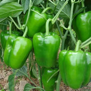 Salad Garden Kit