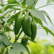 Salad Garden Kit