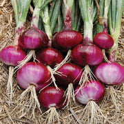 Salad Garden Kit
