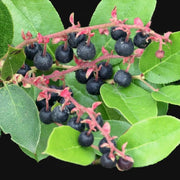 Salal Berry Seeds