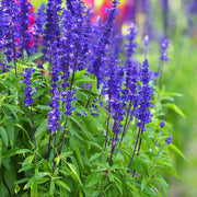 Farinacea Deep Blue Salvia Seeds