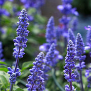Farinacea Deep Blue Salvia Seeds
