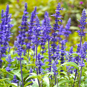 Farinacea Deep Blue Salvia Seeds