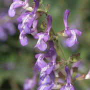 Forskaohlei Salvia Seeds