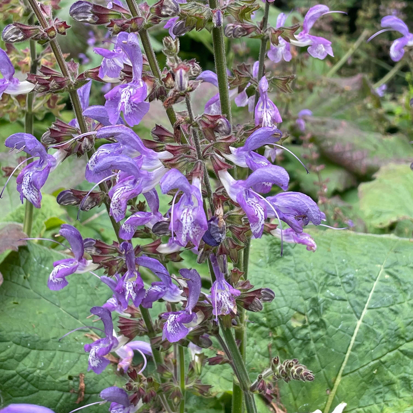 Forskaohlei Salvia Seeds
