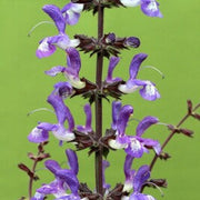 Forskaohlei Salvia Seeds