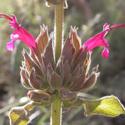 Salvia Spathacea Sage Seeds