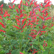Salvia elegans Seeds - Herbal Seeds