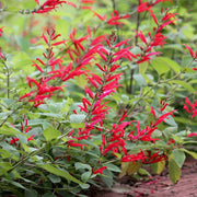 Salvia elegans Seeds - Herbal Seeds