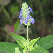 Salvia hispanica Chia Seeds, Herbal