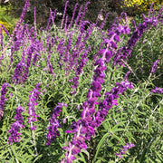 Leucantha Salvia Seeds