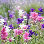 Salvia viridis horminum Clary Sage Seeds, Herbal