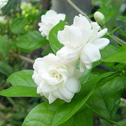 Sambac Jasmine Seeds - Flower Plant