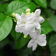 Sambac Jasmine Seeds - Flower Plant
