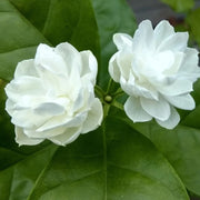 Sambac Jasmine Seeds - Flower Plant