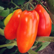Red San Marzano Tomato Seeds