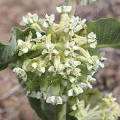 Sand Milkweed Asclepias Arenaria Seeds, Herbal