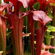 Wildflower Mix Sarracenia Seeds