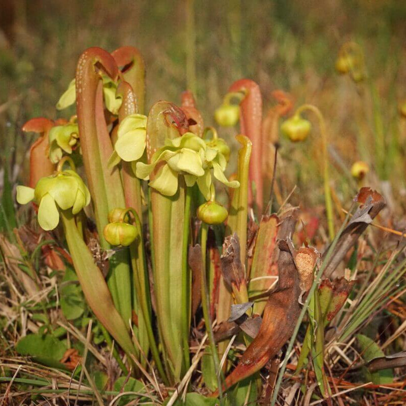 Parrot Pitcher Seeds