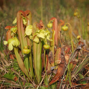 Parrot Pitcher Seeds
