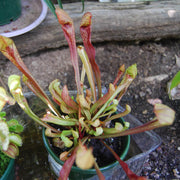 Parrot Pitcher Seeds
