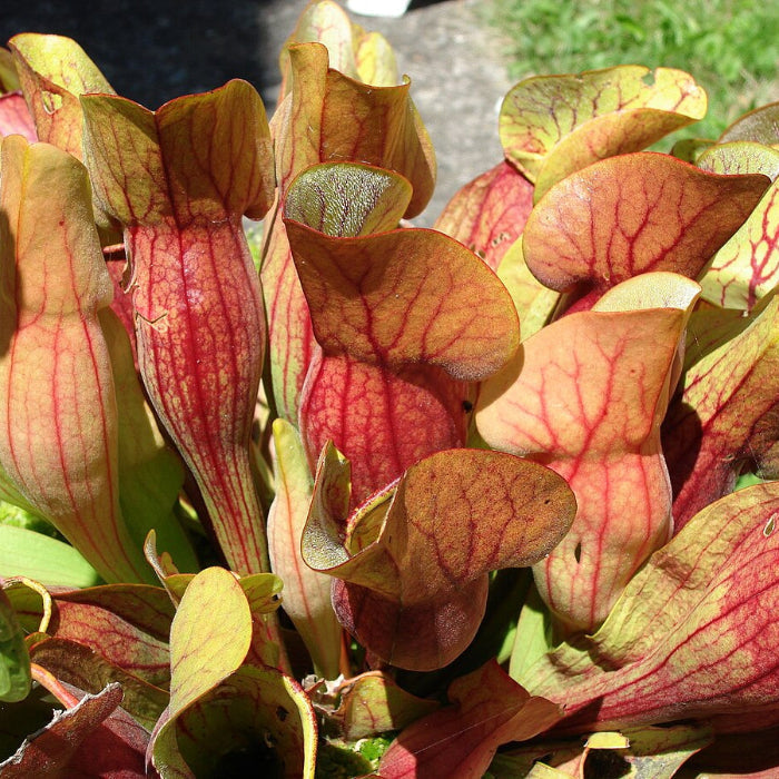 Purple Pitcher Sarracenia Purpurea Seeds, Herbal