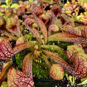 Parrot Pitcher Seeds