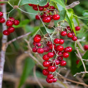 Sarsaparilla Seeds - for Home Gardens Seeds